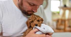 Rescuing a Puppy Mill Dog: A Step-by-Step Guide