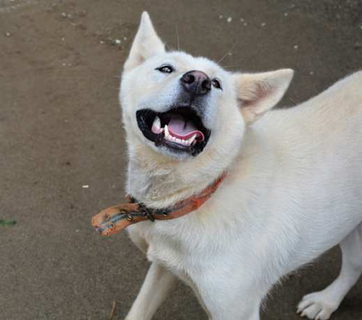 Breed photo