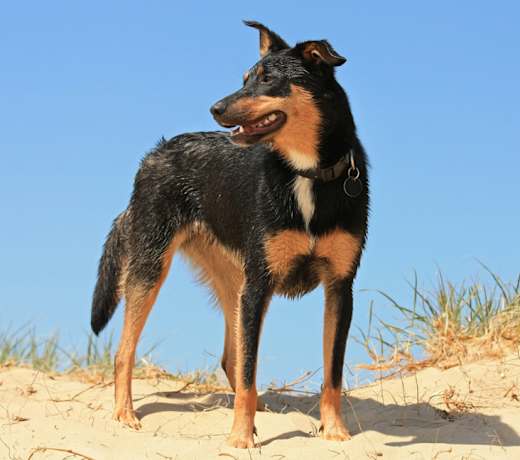 Breed photo