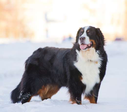 Breed photo