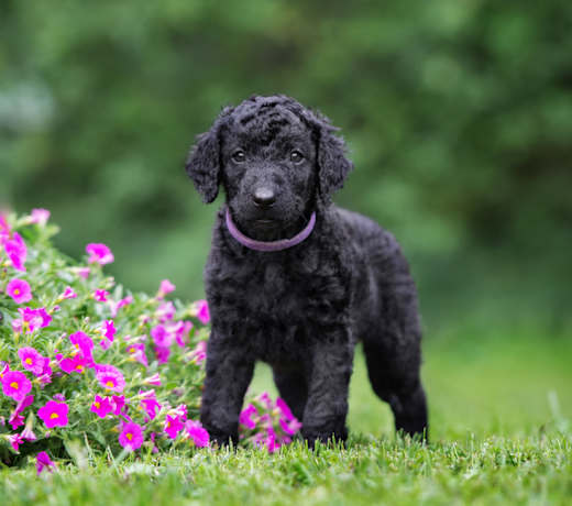 Breed photo