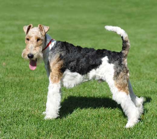 Breed photo