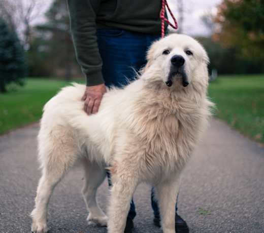 Breed photo