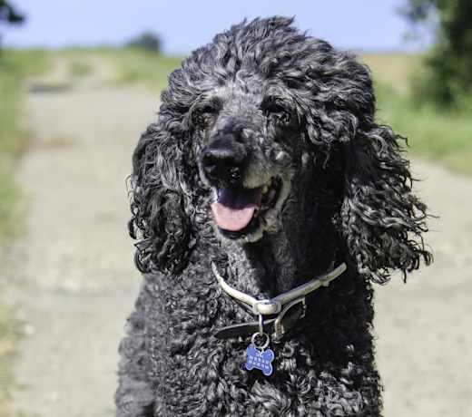 Breed photo