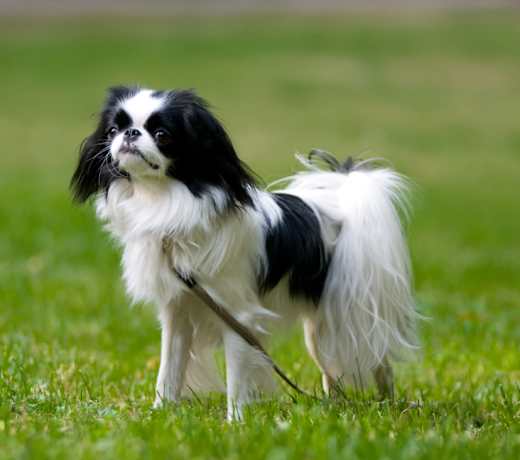 Breed photo
