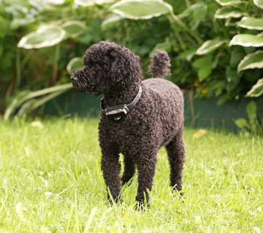 Breed photo