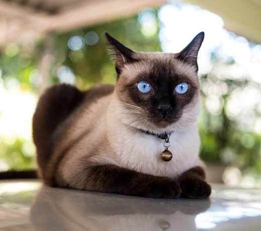 Breed photo