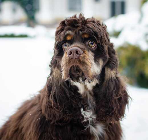 Breed photo
