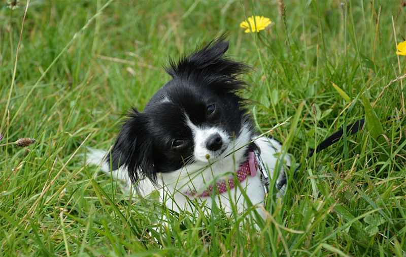 Japanese Chin Mixes picture