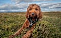 Cockapoo - red