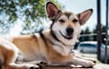 Husky Corgi Mix - sable