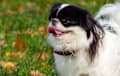 Japanese Chin - black and white