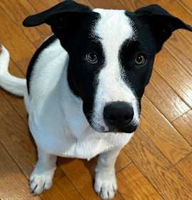 Photo of Max *FEE WAIVED*