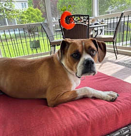 Photo of Cooper  *FEE WAIVED* foster home needed