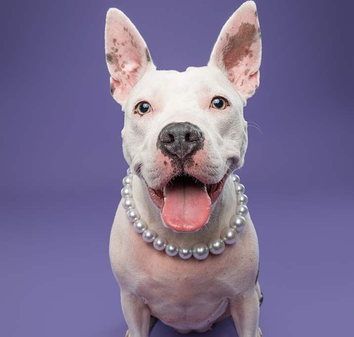 Photo of Daisy