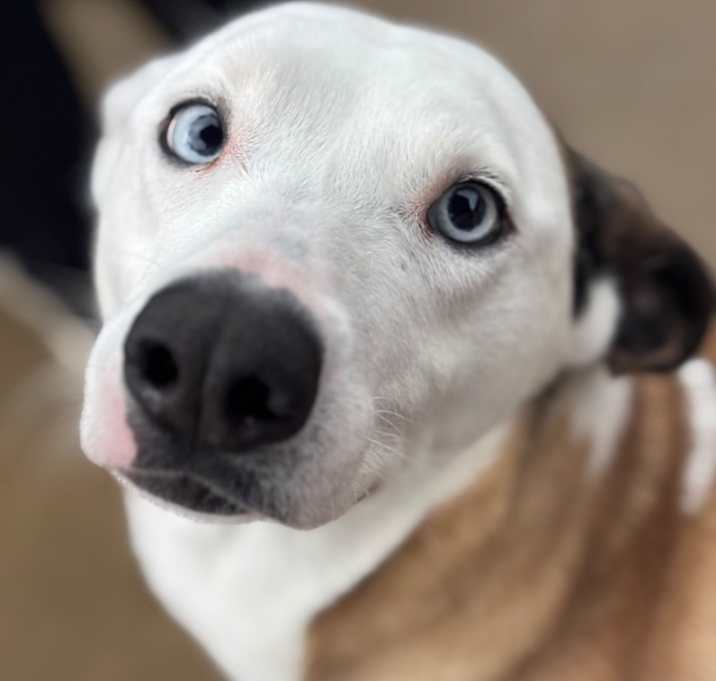 Photo of Blossom