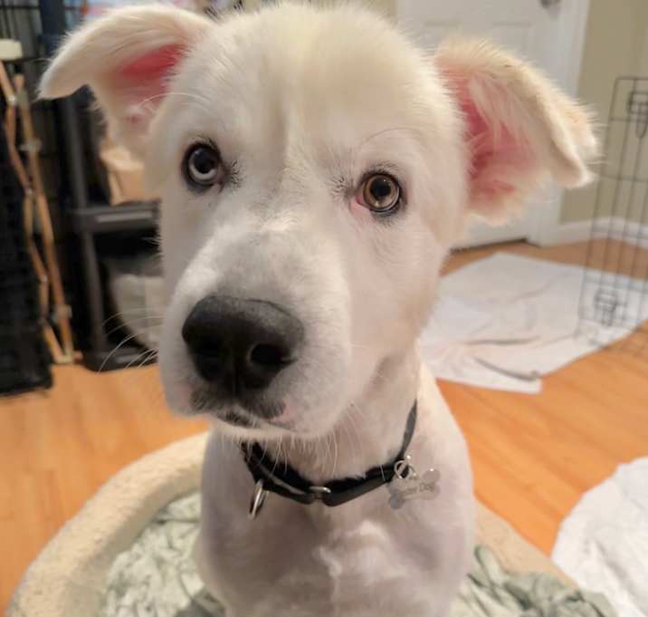 Photo of Bobo 