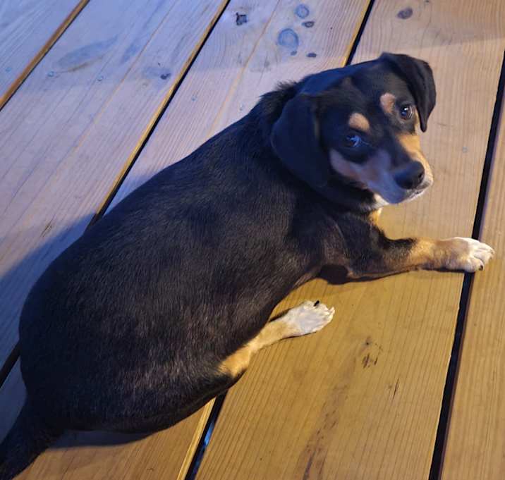 Photo of Mr. Bojangles