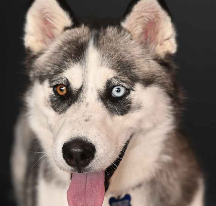 Photo of Akira